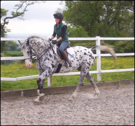 Pinocchio Middelsom Knabstrupper stallion 2011